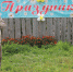 Праздник сел Свестур, Некрасовка и Горелышево - Дом культуры